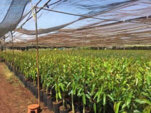 Vườn cây giống sầu riêng 2