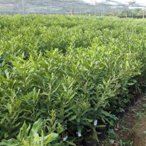 Nơi bán giống cây macca 0972793457 (4)