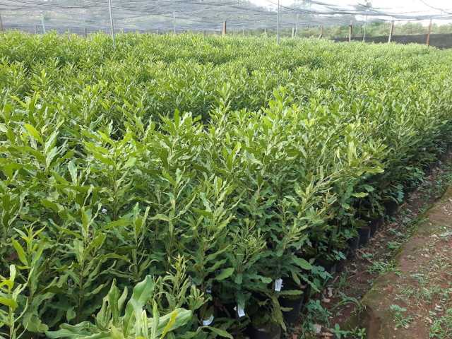 Nơi bán giống cây macca 0972793457 (4)