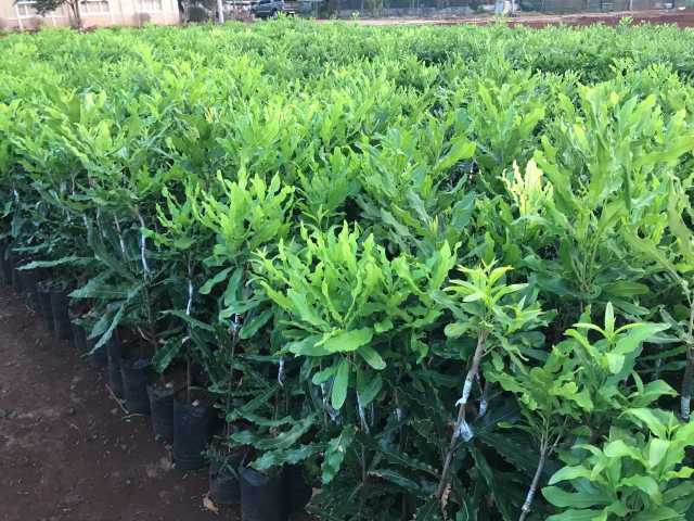 Nơi bán giống cây macca 0972793457 (7)