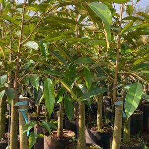 Giống sầu riêng Musang King