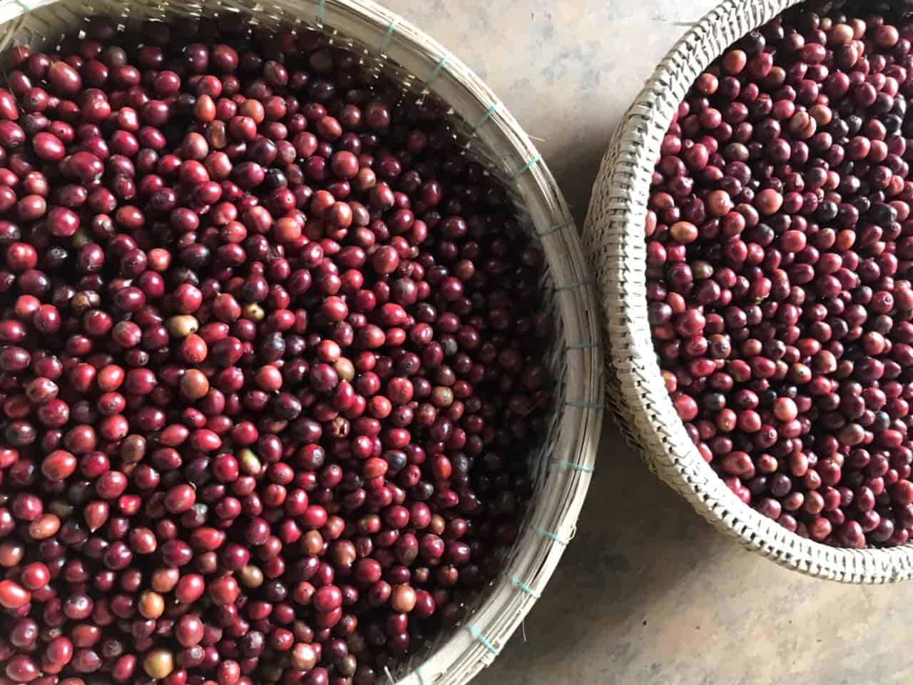 Hạt giống cà phê tr4 tr9 trs1 lafarm eakmat 12-min