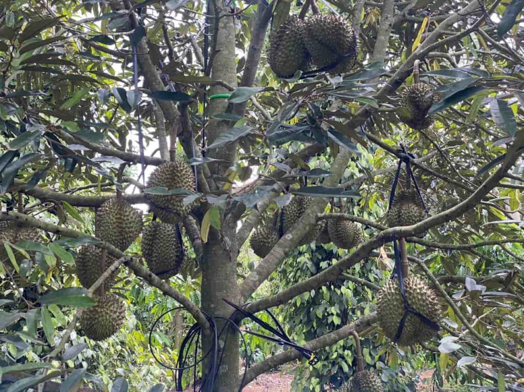 Trồng sầu riêng năng suất cao mà không dùng phân thuốc hóa học liệu có khả thi- (3)