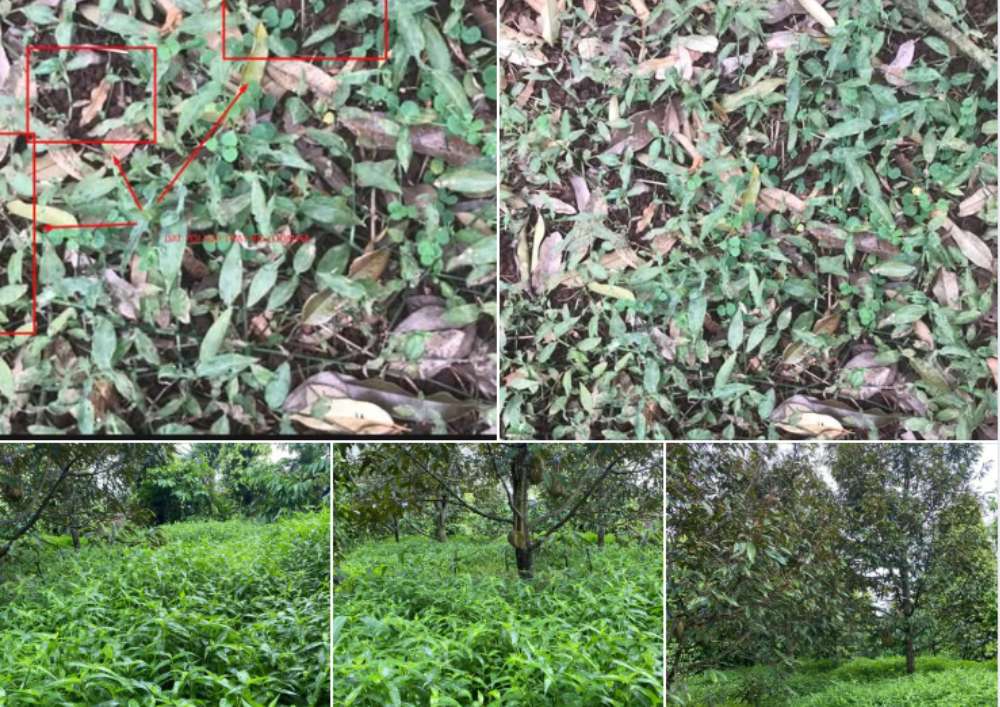 TRỞ NGẠI lớn nhất của người trồng sầu riêng Hữu Cơ là gì