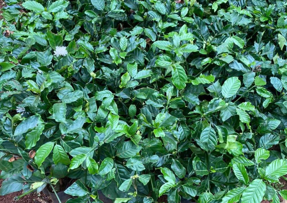Nơi Bán Cà Phê Giống Chất Lượng Cao (1)