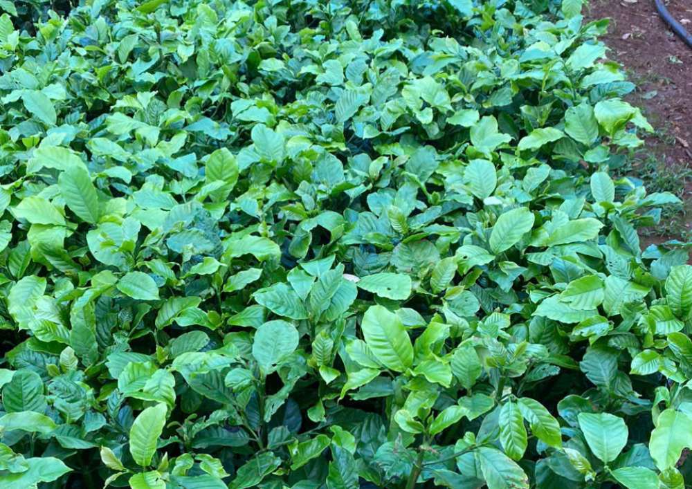 Nơi Bán Cà Phê Giống Chất Lượng Cao (10)