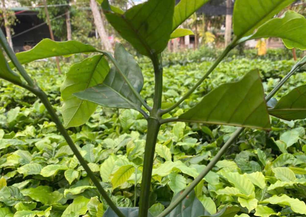 Nơi Bán Cà Phê Giống Chất Lượng Cao (11)