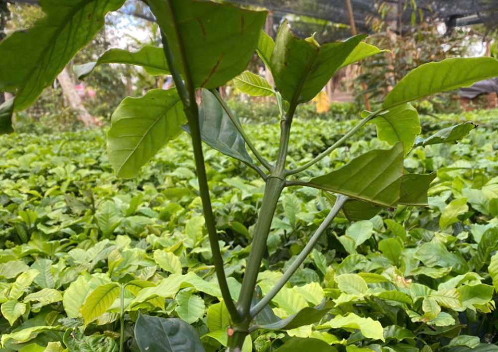 Nơi Bán Cà Phê Giống Chất Lượng Cao (13)