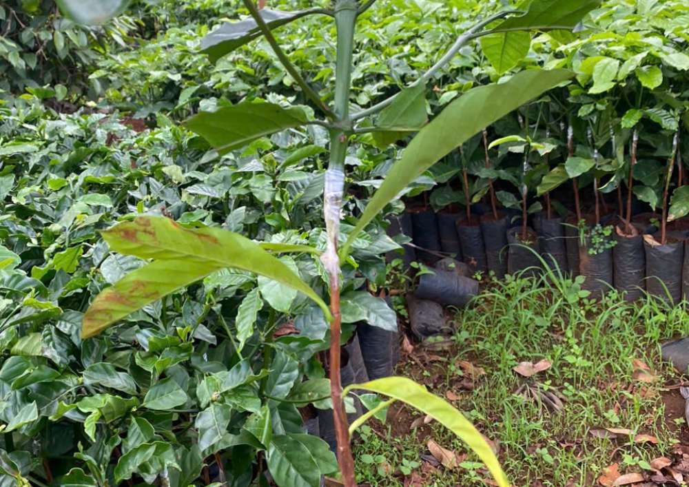 Nơi Bán Cà Phê Giống Chất Lượng Cao (5)