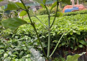 Nơi Bán Cà Phê Giống Chất Lượng Cao (6)