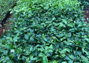 Nơi Bán Cà Phê Giống Chất Lượng Cao (8)