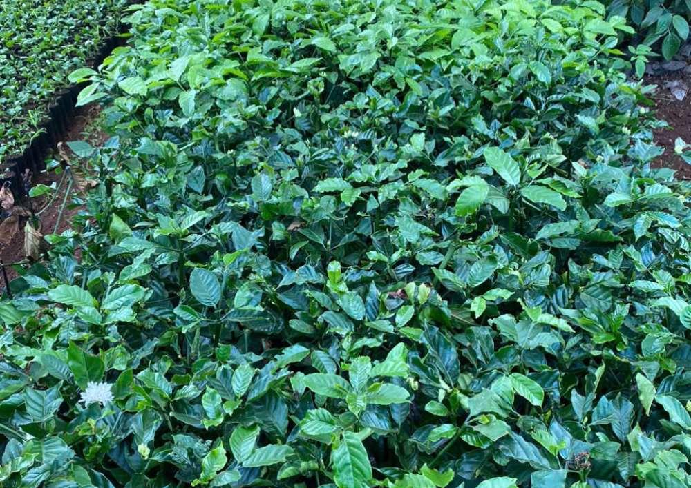 Nơi Bán Cà Phê Giống Chất Lượng Cao (8)