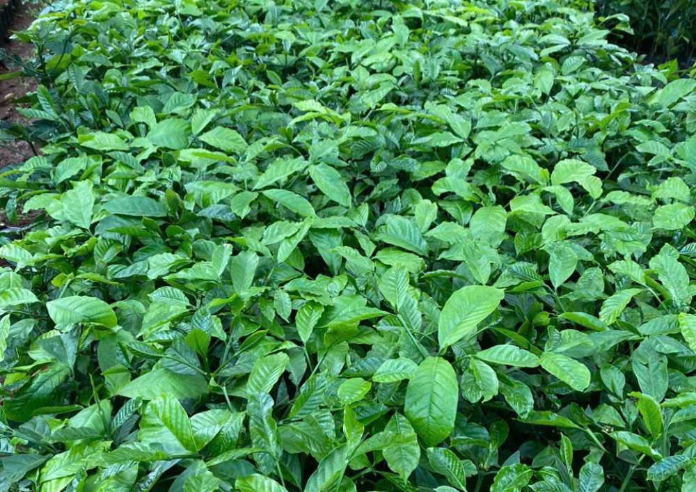 Nơi Bán Cà Phê Giống Chất Lượng Cao (9)