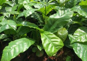Nơi Bán Cà Phê Giống Chất Lượng Cao (31)