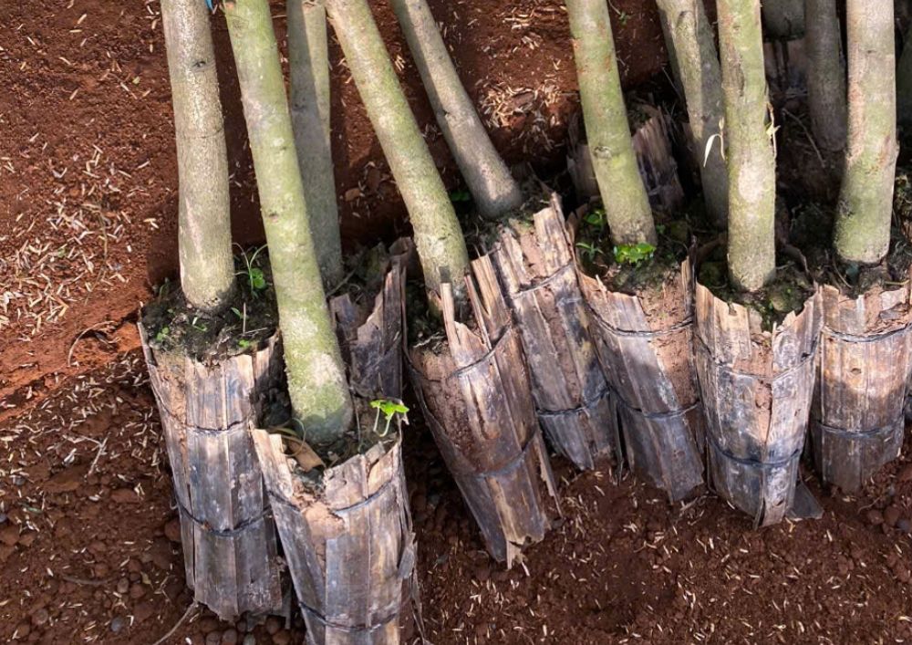 Nơi Bán Giống Cây Sầu Riêng Chất Lượng Cao (11)