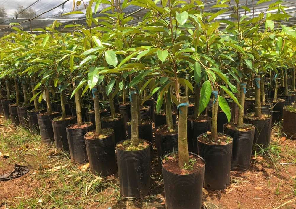 Nơi Bán Giống Cây Sầu Riêng Chất Lượng Cao (17)