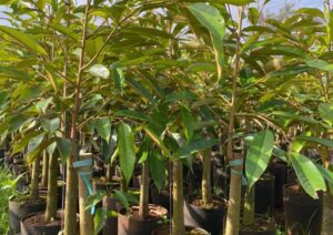 Nơi Bán Giống Cây Sầu Riêng Chất Lượng Cao (2)