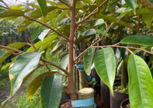 Nơi Bán Giống Cây Sầu Riêng Chất Lượng Cao (3)