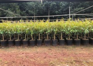 Nơi Bán Giống Cây Sầu Riêng Chất Lượng Cao (37)