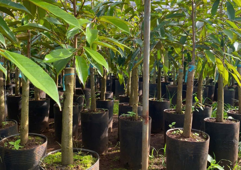 Nơi Bán Giống Cây Sầu Riêng Chất Lượng Cao (4)