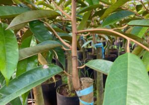 Nơi Bán Giống Cây Sầu Riêng Chất Lượng Cao (5)