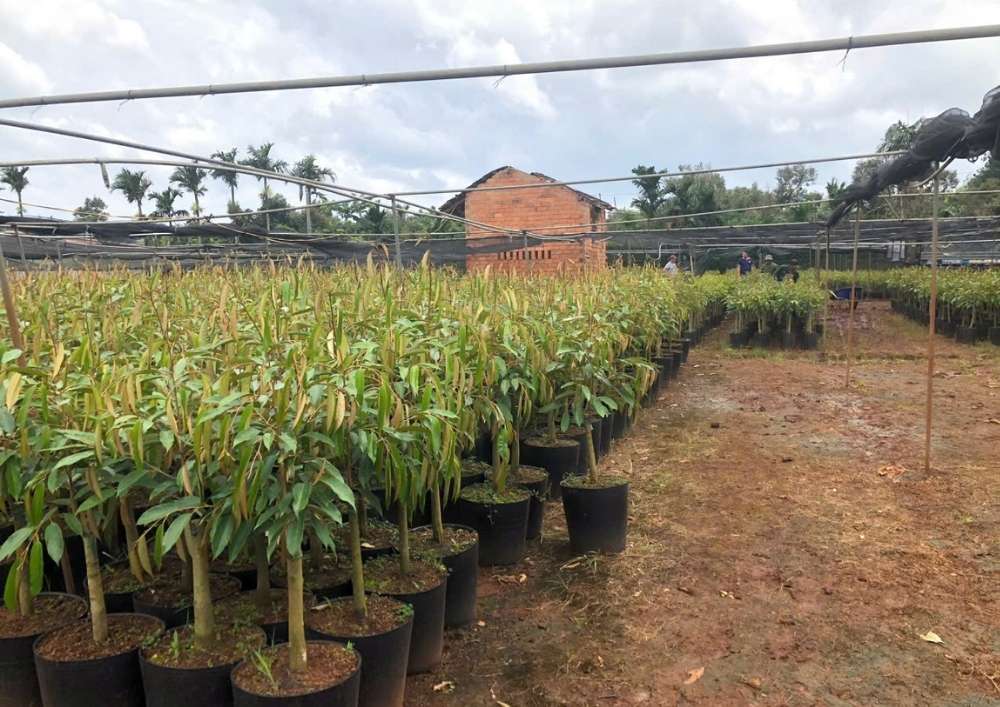 Nơi Bán Giống Cây Sầu Riêng Chất Lượng Cao (50)