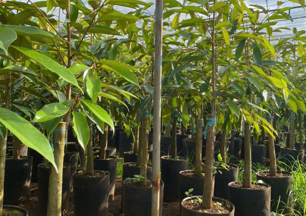 Nơi Bán Giống Cây Sầu Riêng Chất Lượng Cao (6)