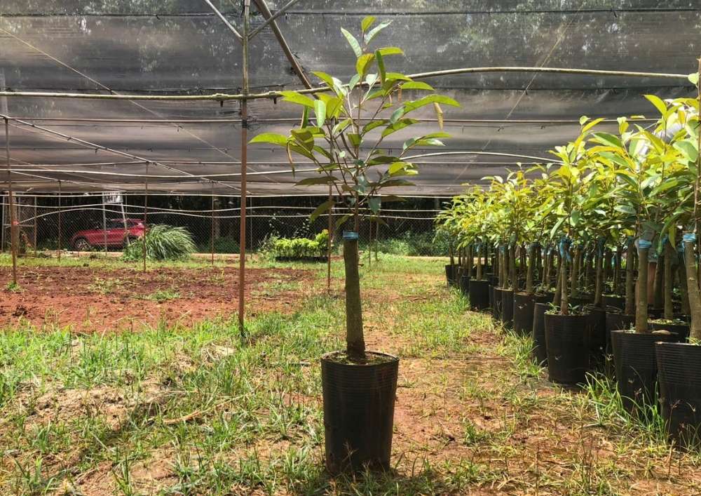 Nơi Bán Giống Cây Sầu Riêng Chất Lượng Cao BlackThon (2)