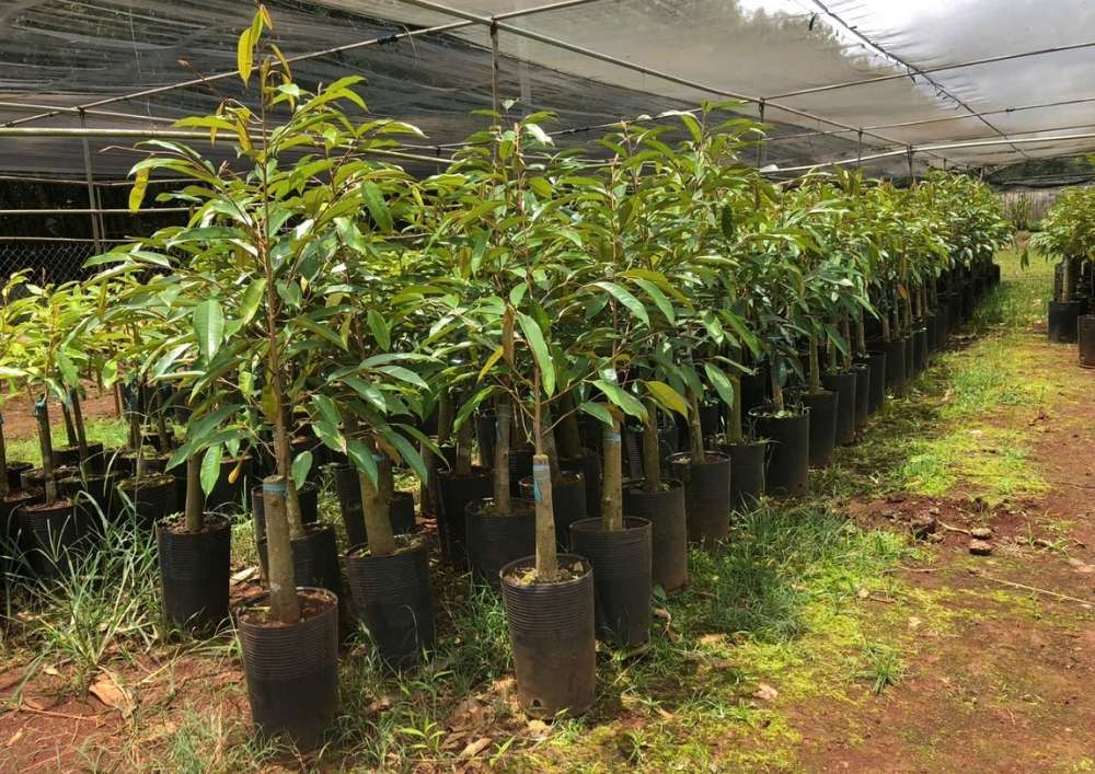 Nơi Bán Giống Cây Sầu Riêng Chất Lượng Cao Ri 6 (3)
