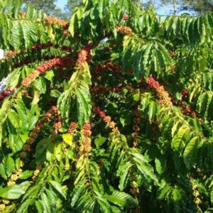 Giống cà phê TR9 Lafarm