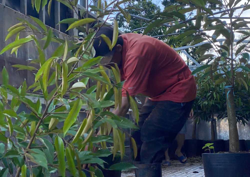 Lafarm Việt Nam Nơi Bán Giống Cây Sầu Riêng Chất Lượng Cao (62)