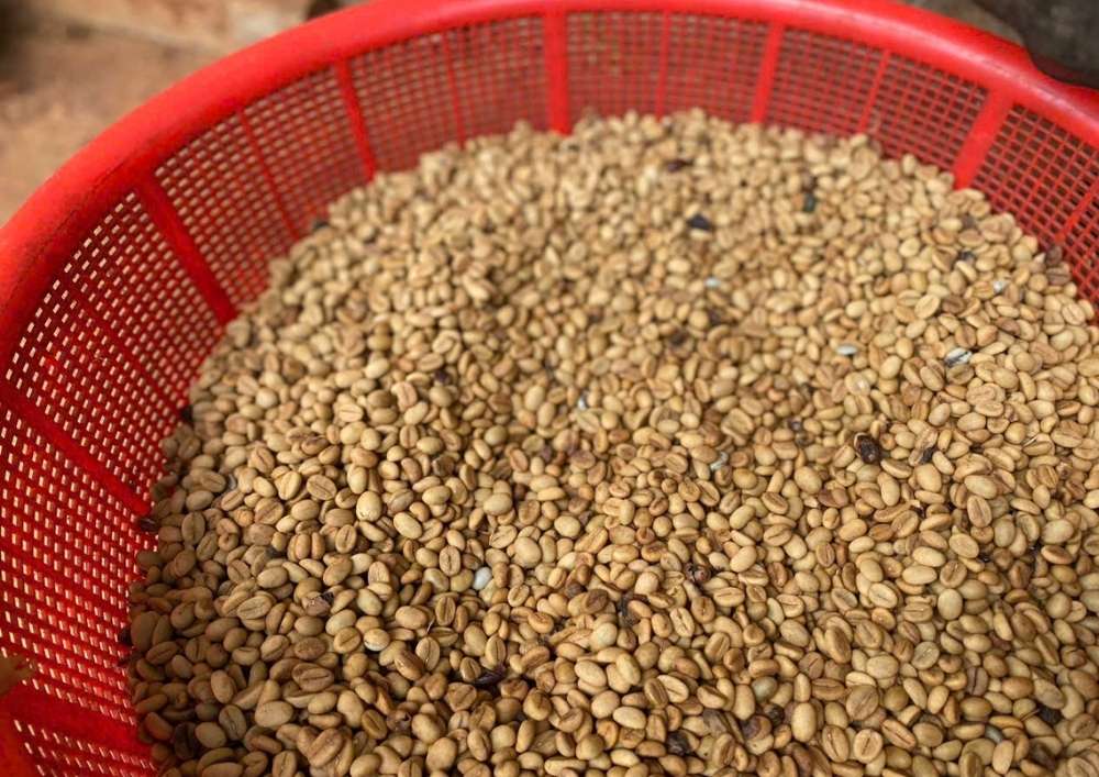 Nơi Cung Cấp Hạt Giống Cà Phê Chất Lượng Cao (13)