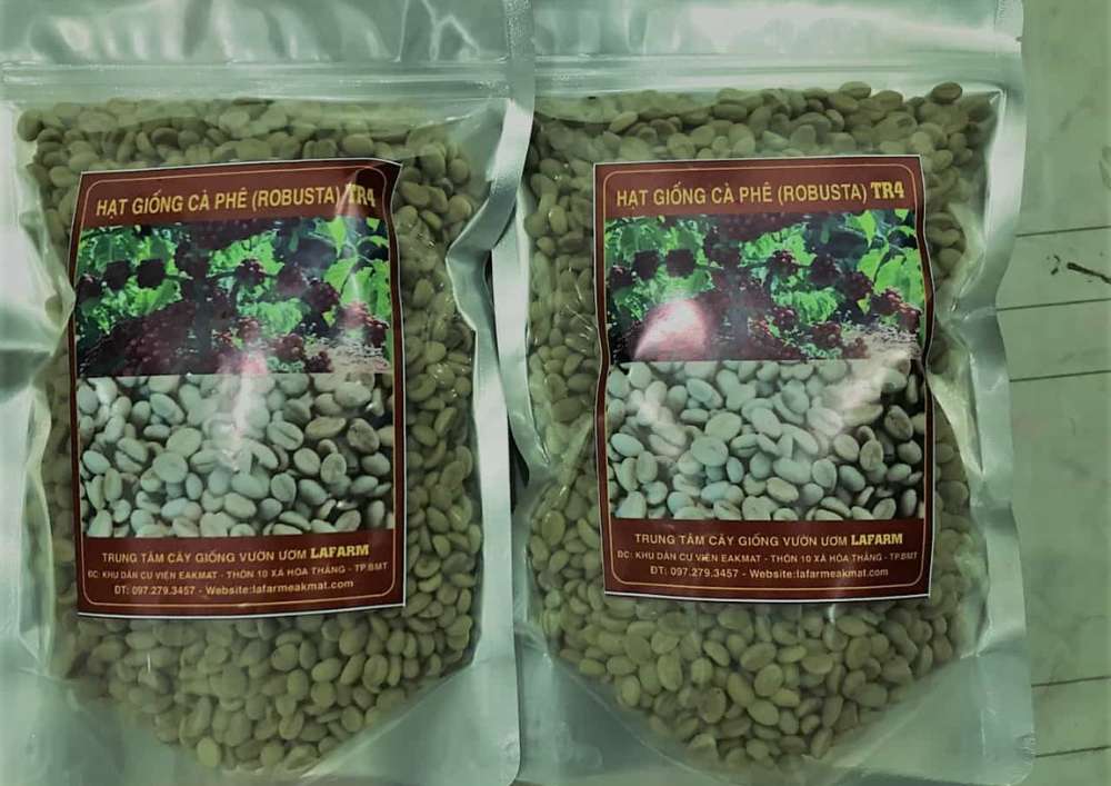 Nơi Cung Cấp Hạt Giống Cà Phê Chất Lượng Cao (74)